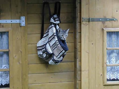 katze_im_sack.jpg
