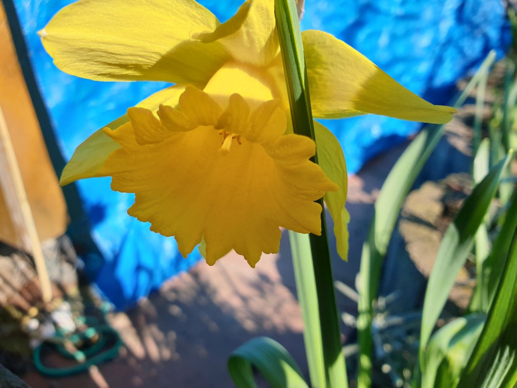 narzisse3_m__rz_2024.jpg