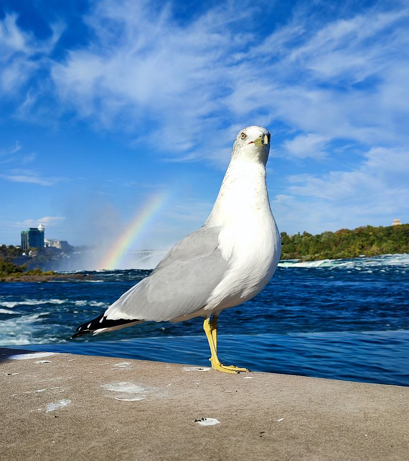 regenbogentaubenvogel.jpg