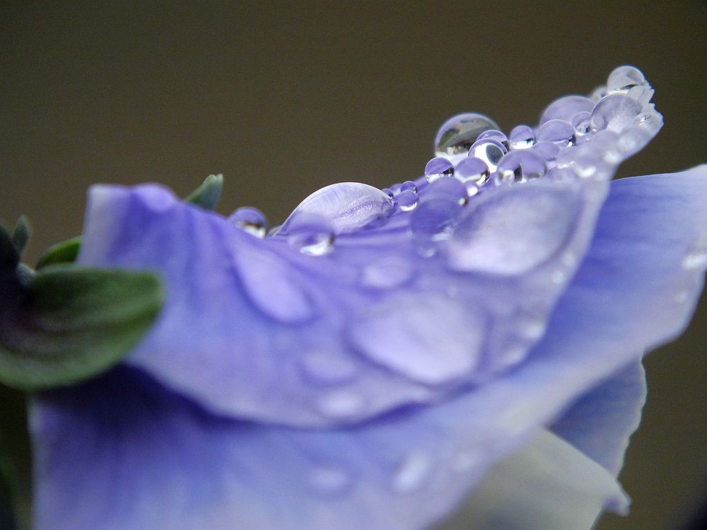 wassertropfen_auf_bl__tenblatt.jpg