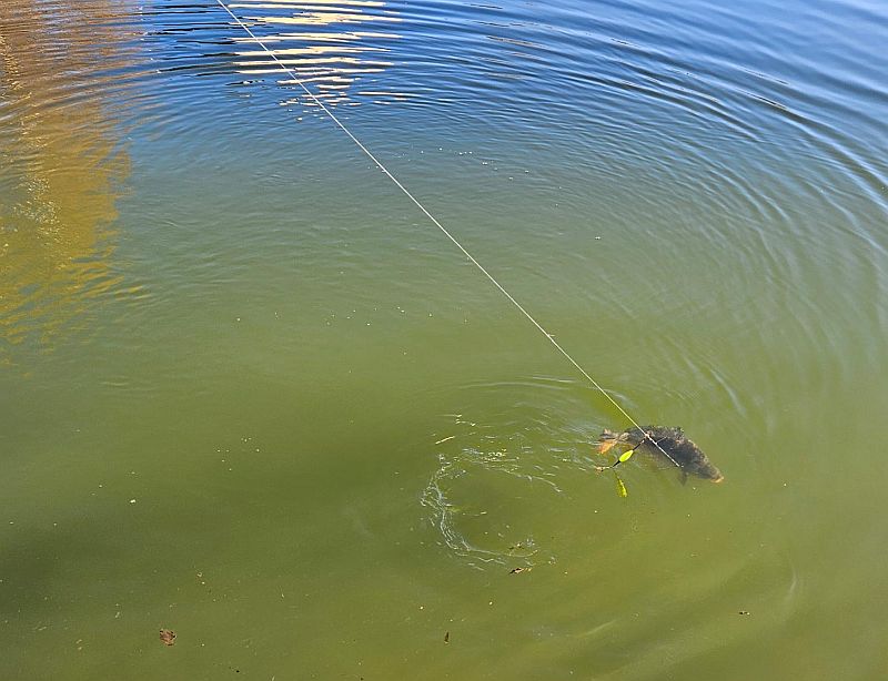 karpfen_an_der_schnur.jpg