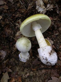 250px-Amanita_phalloides_1.jpg